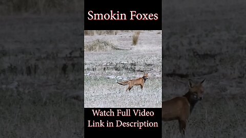 Smokin Foxes