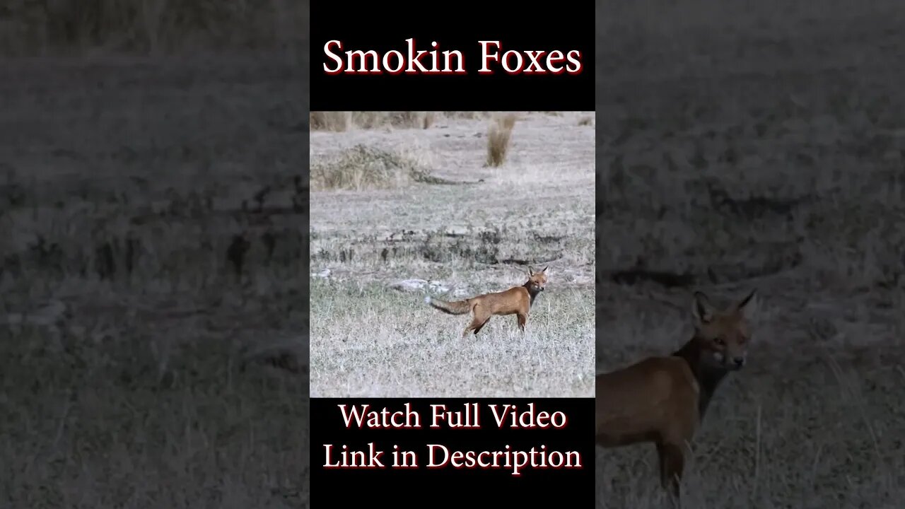 Smokin Foxes