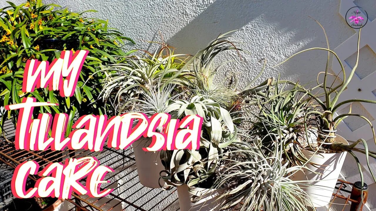 How I Care for my Tillandsias | Yearly Grooming Sesh | Pest Prevention #ninjaorchids