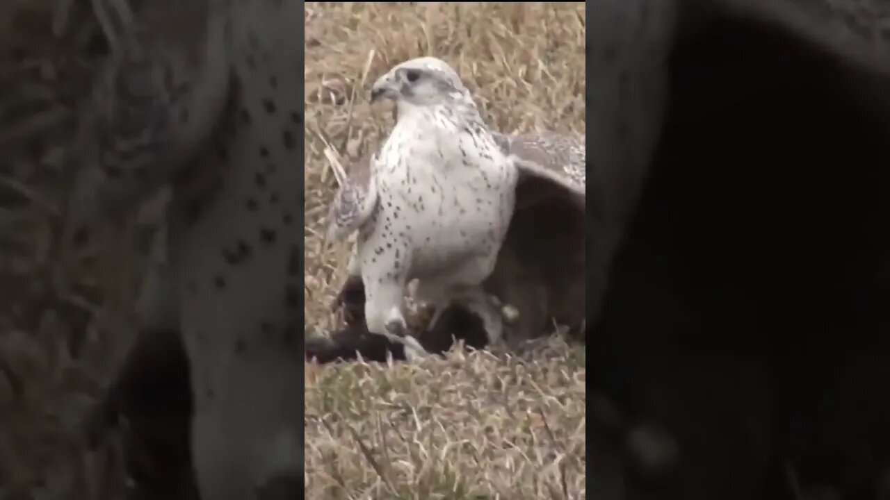 Gyrfalcão preda Ganso Canadense