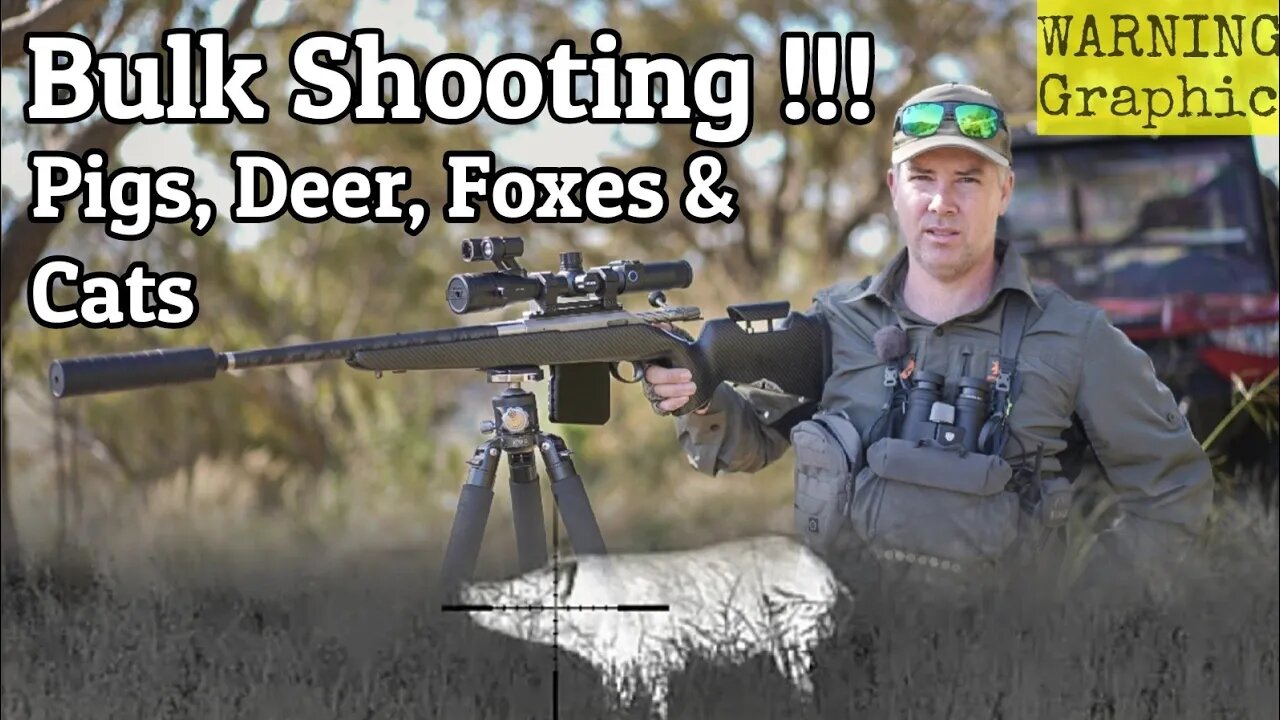 Bulk Shooting Feral Pigs, Deer, Foxes & Cats from the Polaris ATV || 6BR Thermal Scope Kill Shots