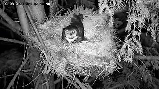 Ellie Making the Nest Comfortable 🦉 02/08/23 02:36