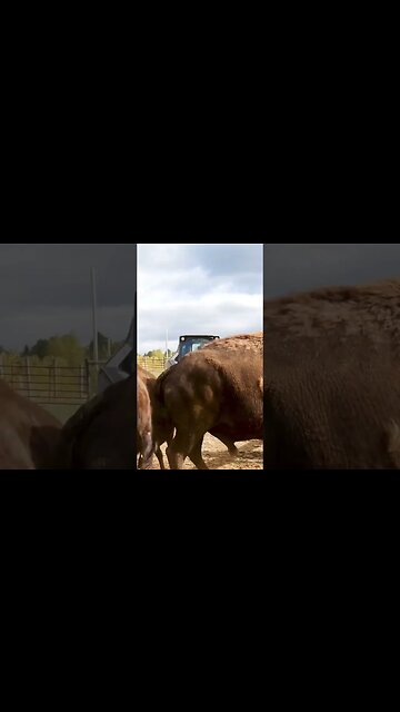 Round up the big boys!