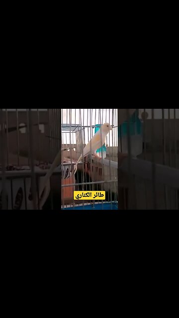 أنثى طائر الكناري روعة