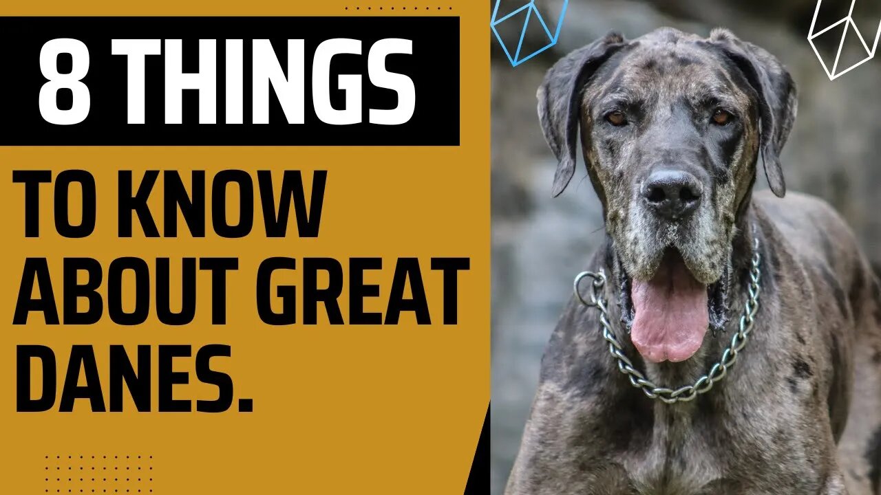 8 Things To Know About Great Danes.