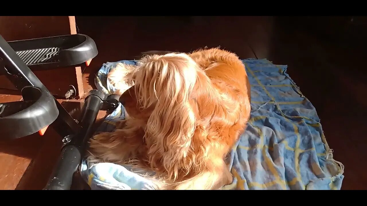 #pets , #animals , #doglife , #dogs , #amocachorro