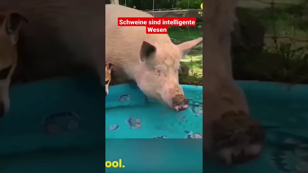 Schweine und Menschen haben viel gemeinsam #permakultur