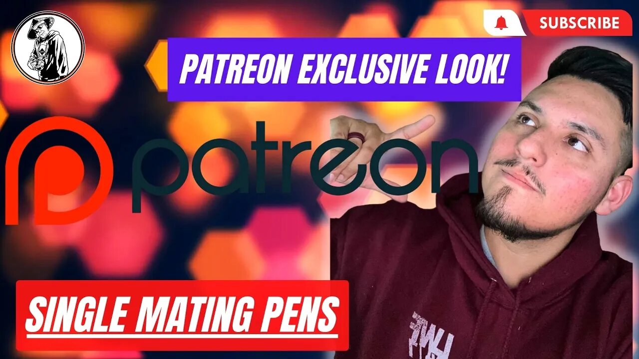 SINGLE MATING Gamefowl - Patreon Exclusive