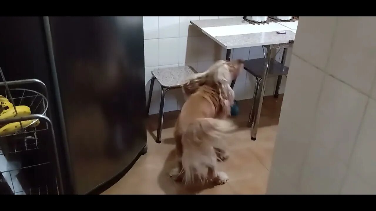 #dogshow , #animals , #dogs