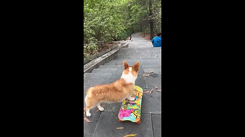 See how incredible this dog is on a skateboard