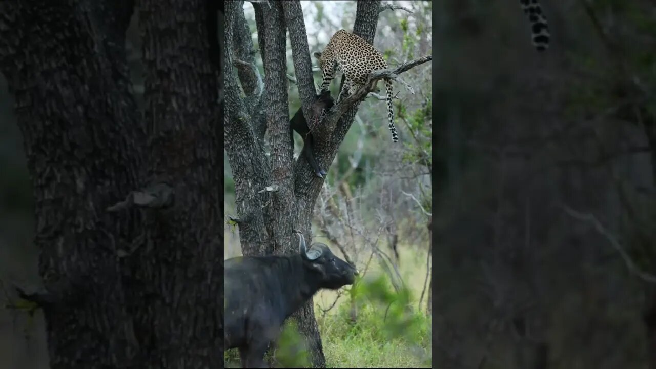 Felinos sobem em árvores para comerem sossegados Leões caem de árvore