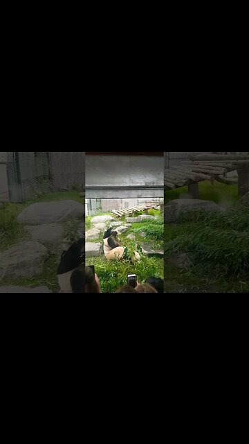 Pandas eating Bamboo at Toronto Zoo 🐼 #panda #bear