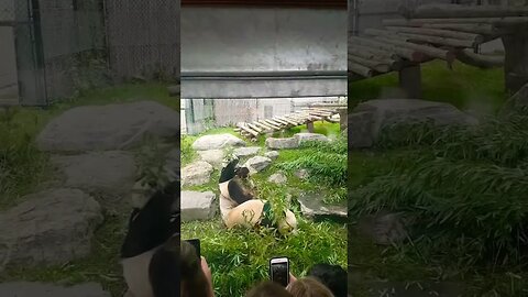 Pandas eating Bamboo at Toronto Zoo 🐼 #panda #bear