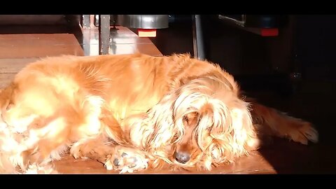 #pets , #animals , #dogs , #amocachorro , #shorts (2)