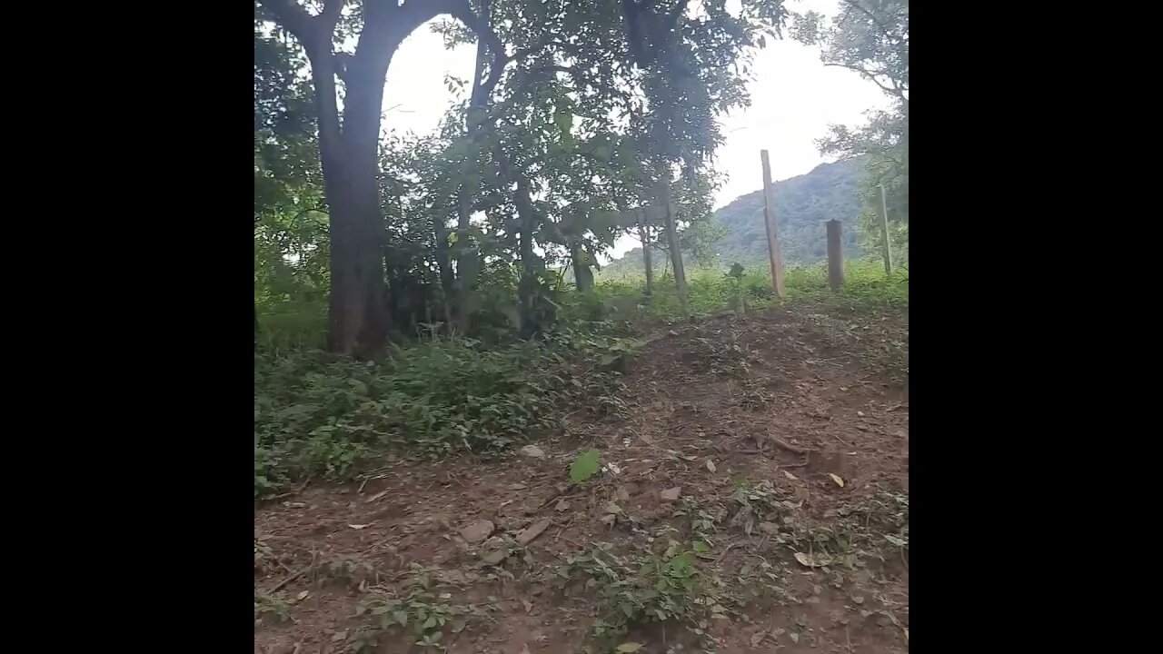 URUBUS PERTO DO ESQUELETO DO RODOANEL NORTE COM PIXAÇÕES E LIXO DA OBRA ABANDONADA