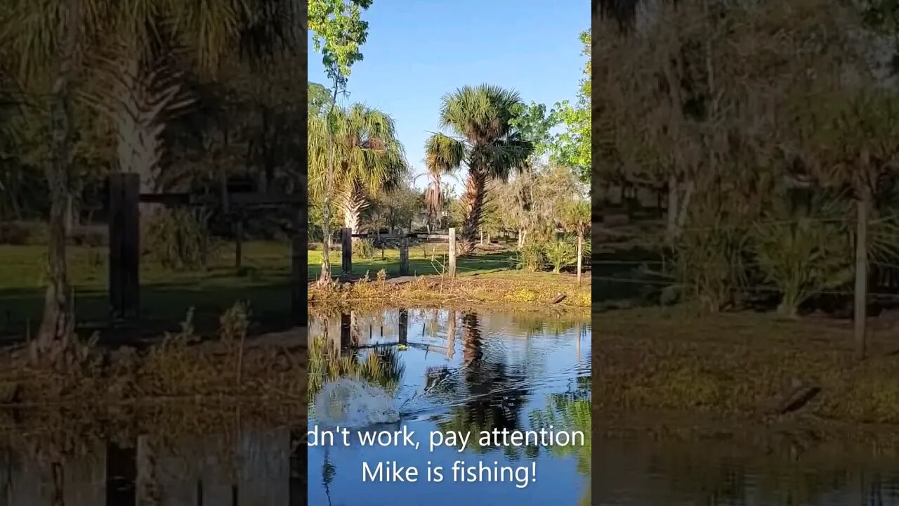 5 pound bass blow up! #laketoho #florida #largemouthbassfishing #largemouthbass