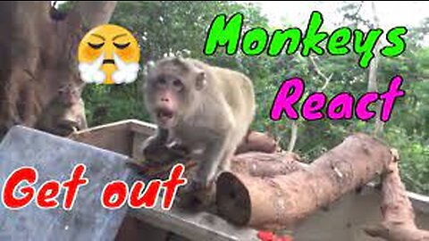 Monkeys React Angry With Cameraman When Being Filmed | Viral Monkey