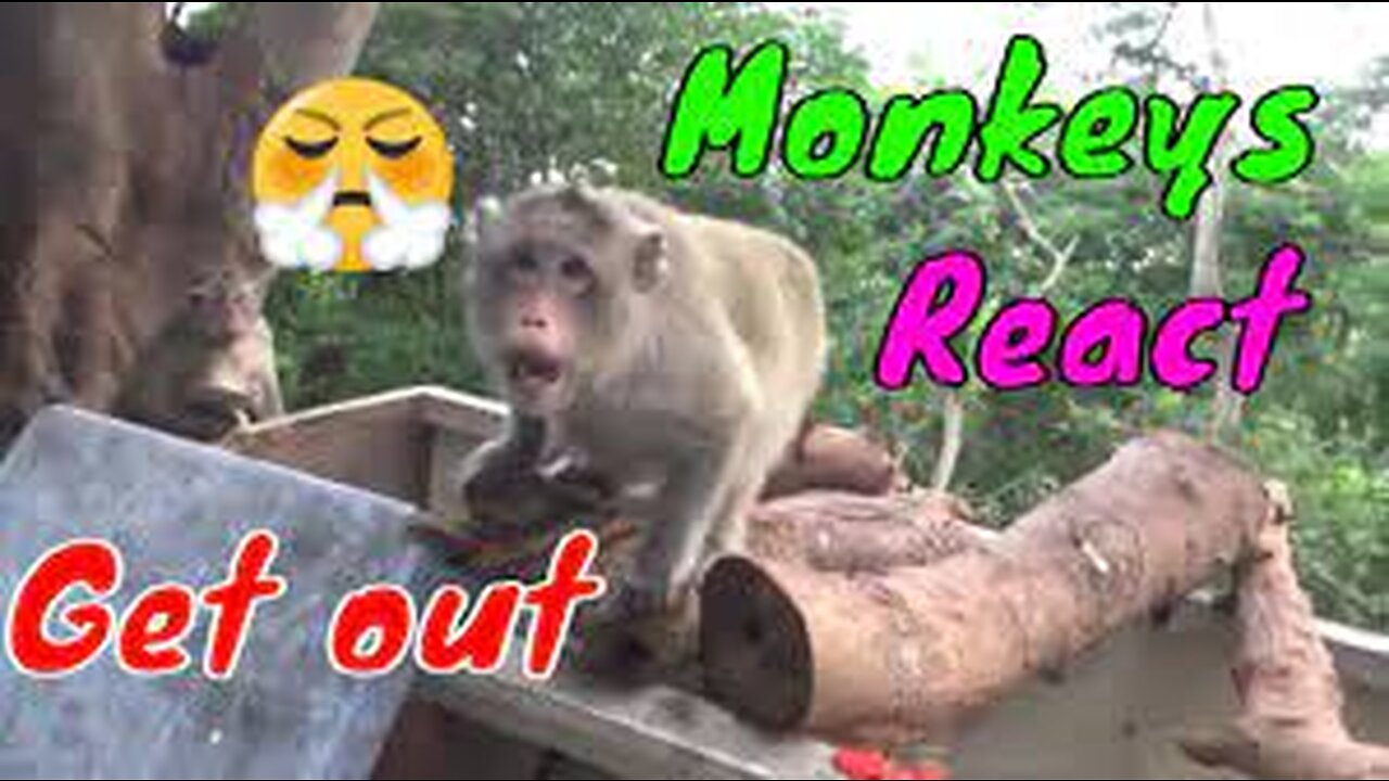 Monkeys React Angry With Cameraman When Being Filmed | Viral Monkey