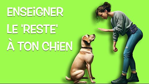 Maîtrise le 'Reste' avec Ton Chien en Étapes Simples !