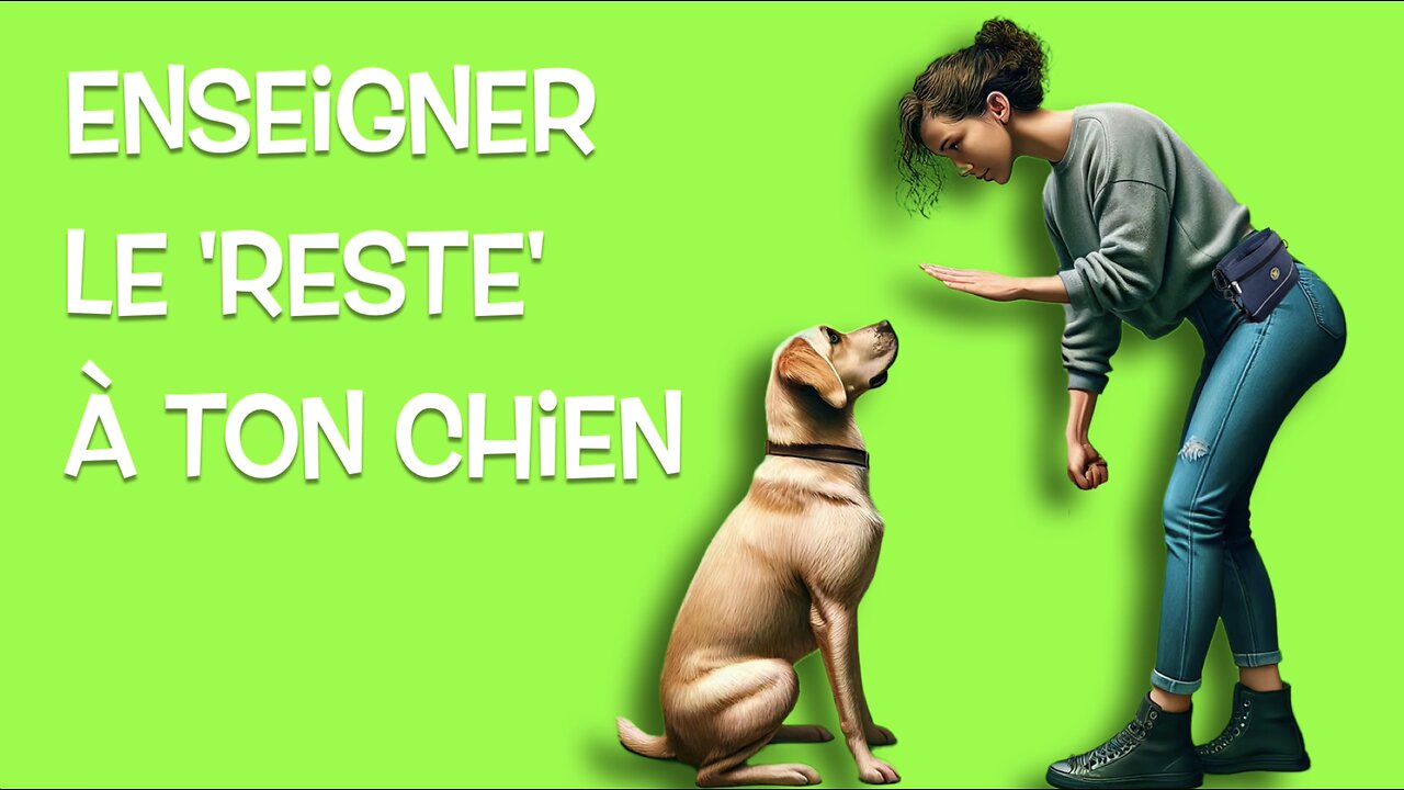 Maîtrise le 'Reste' avec Ton Chien en Étapes Simples !