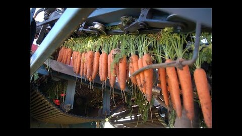 Carrot harvesting day