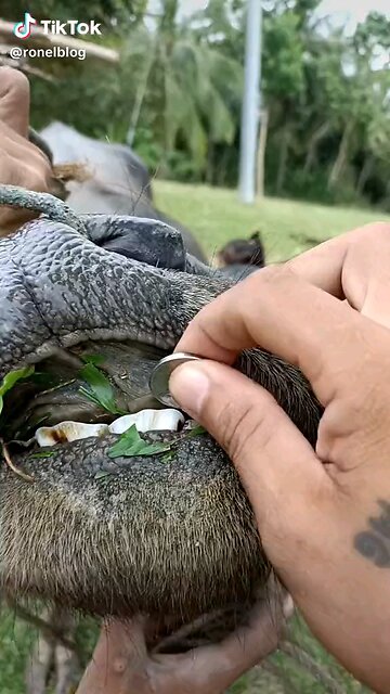 The Amazing Carabao: Nature’s Gentle Giant