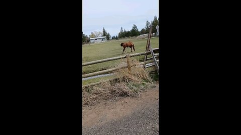 2 horses