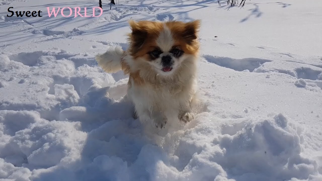 Puppy Loves Playing In The Snow With His Owner