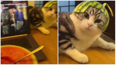 New fruit in the market Meowmelon