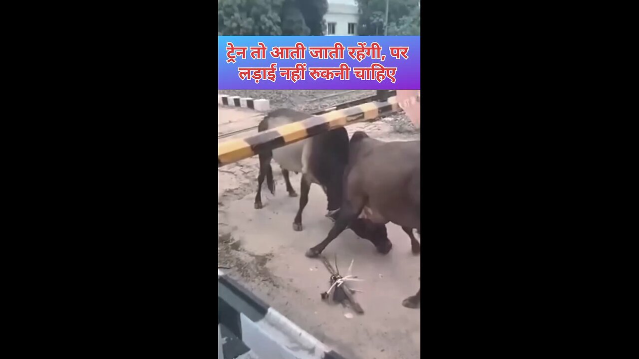 do bahubali