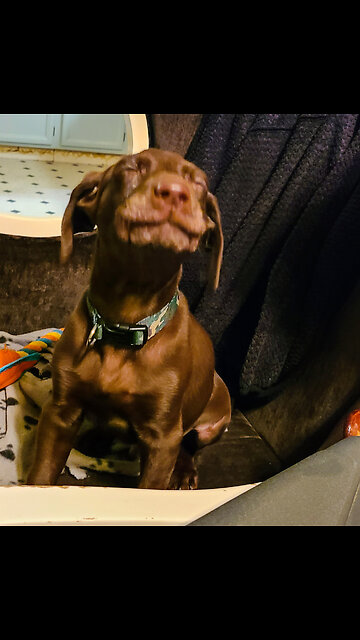 Budderz Sings The Blues