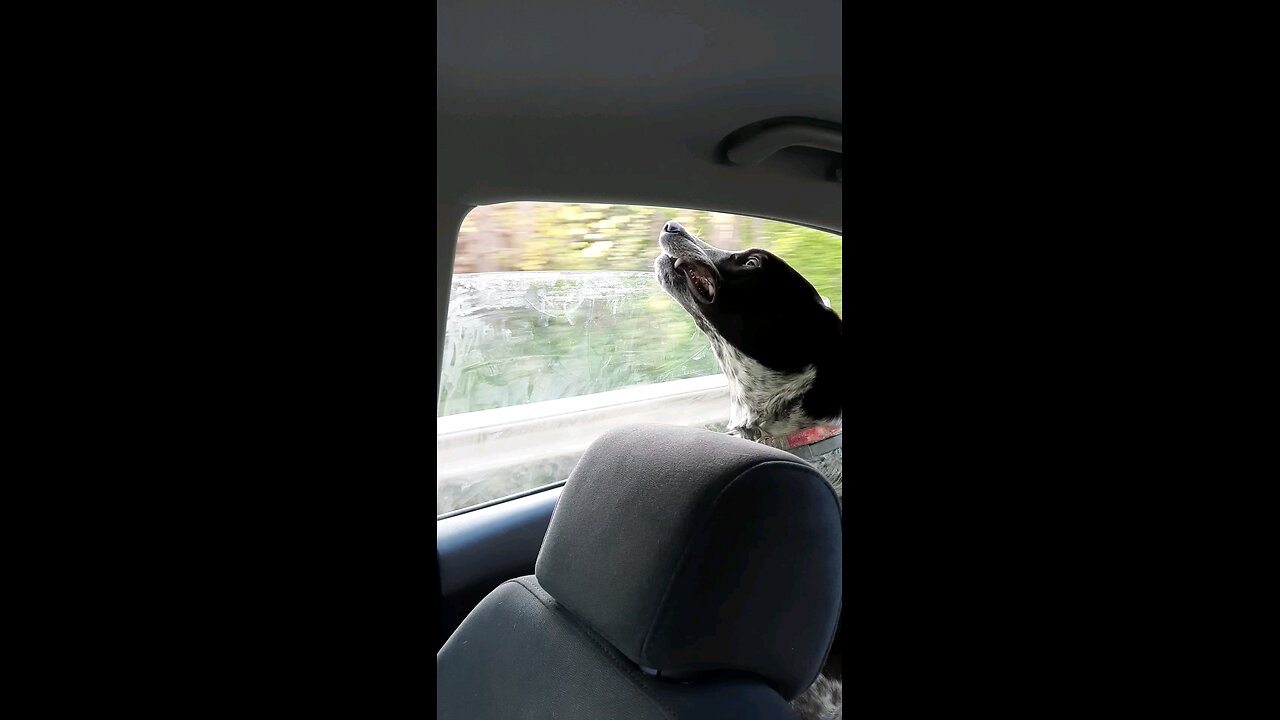 My dog is special.