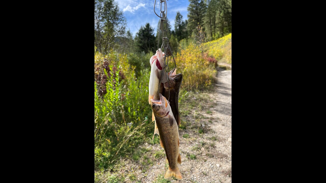 Western Wyoming trout fishing