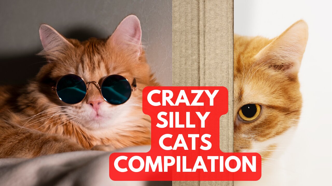Talking Crazy Cats Compilation