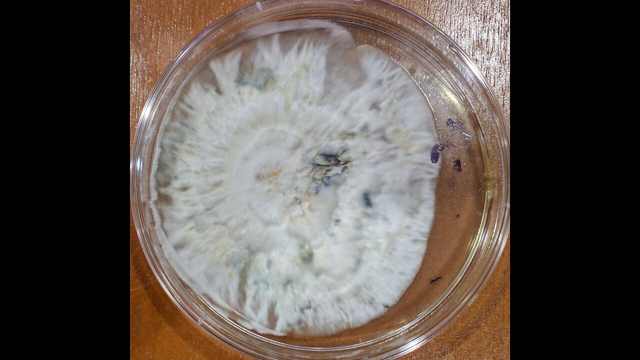Mycelium on agar