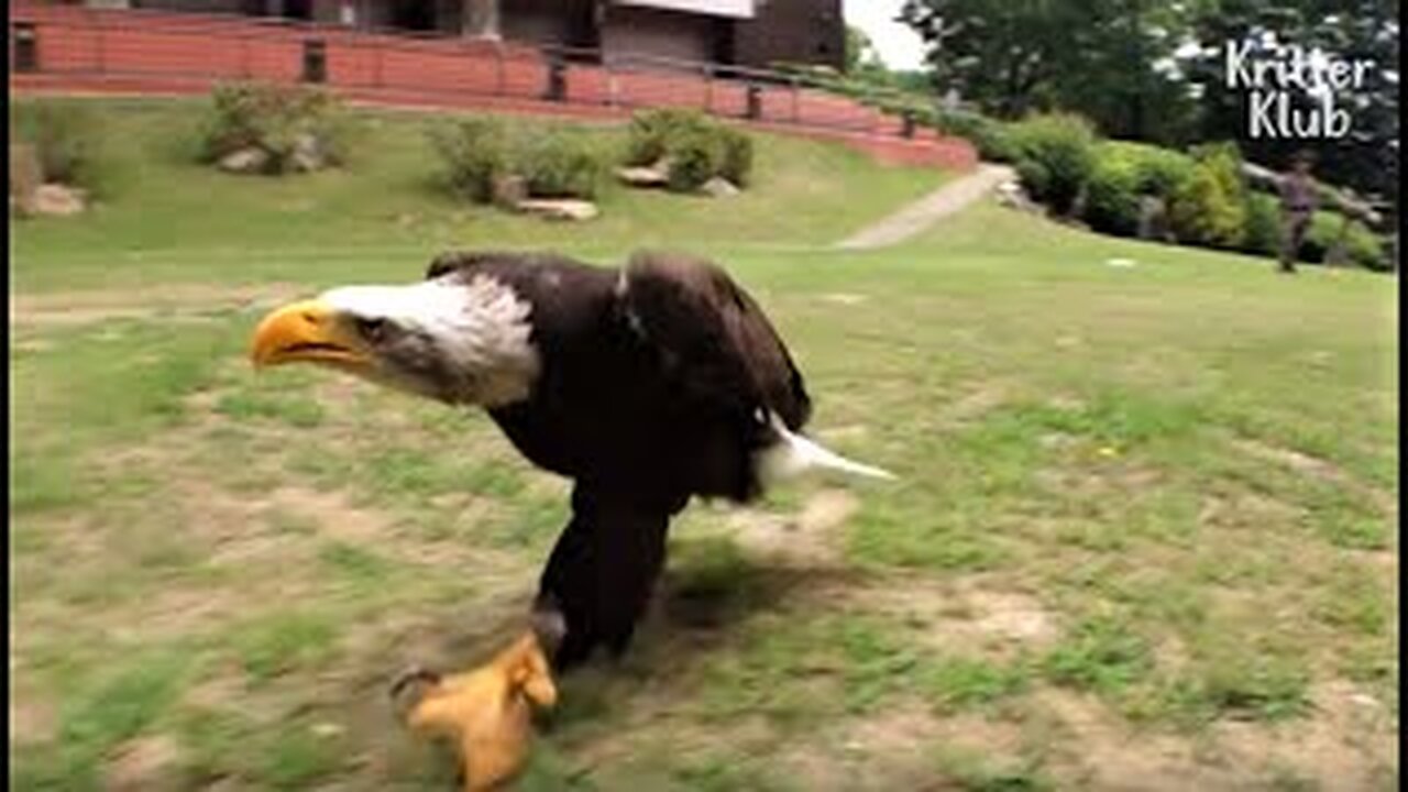 😲😲Actual Feeding of Bald Eagle Big as Humans!!😲😲