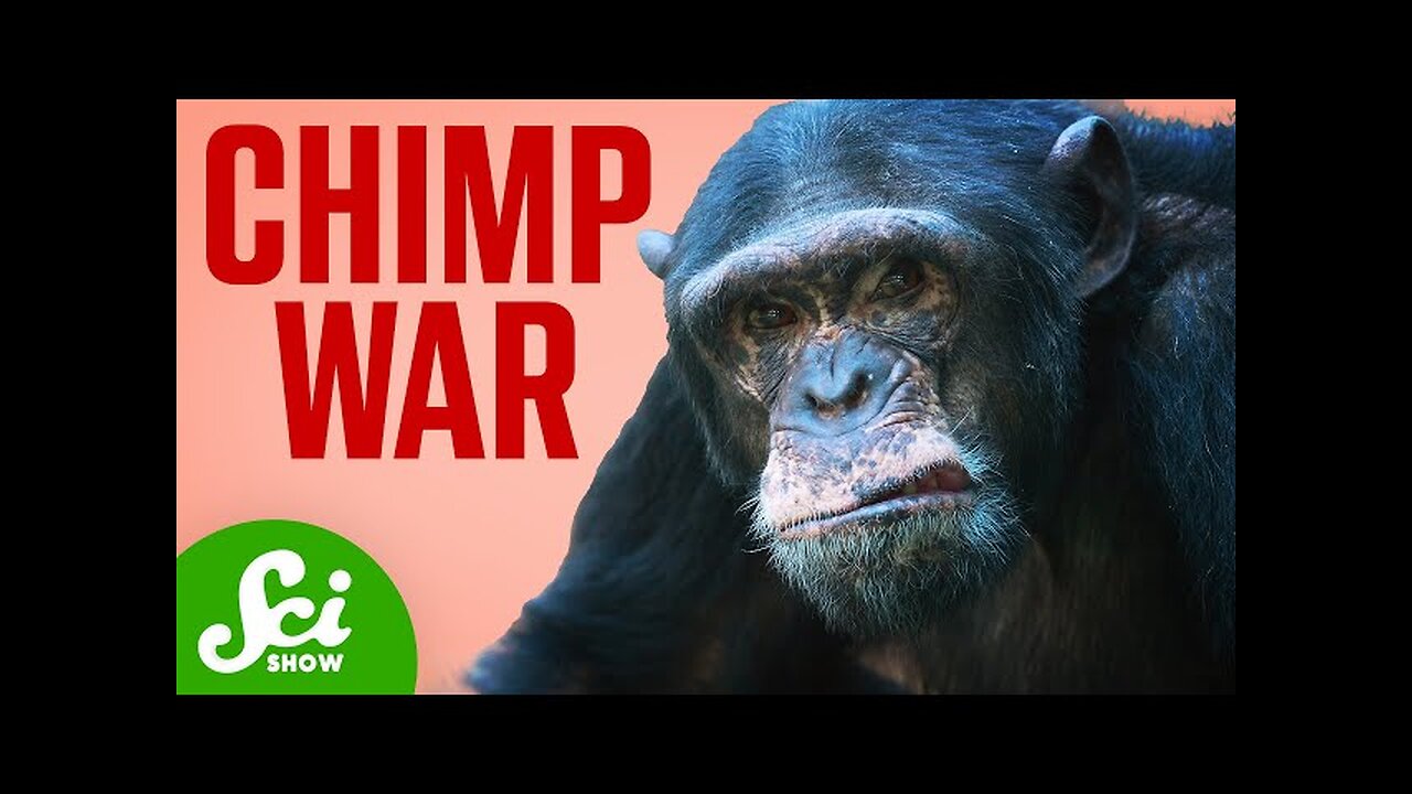 The Chimp War that Shocked The World