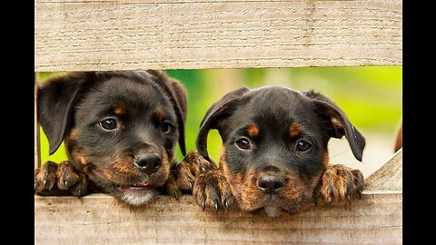 Cutest dogs and puppies