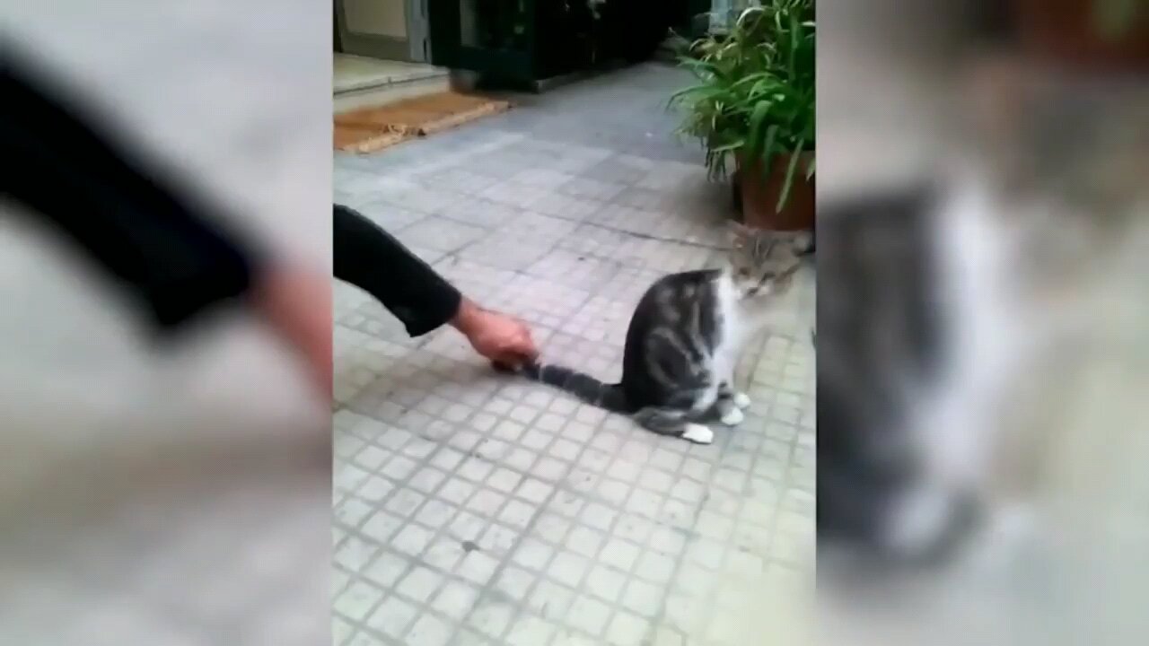 most funny cat videos 😅😂😹