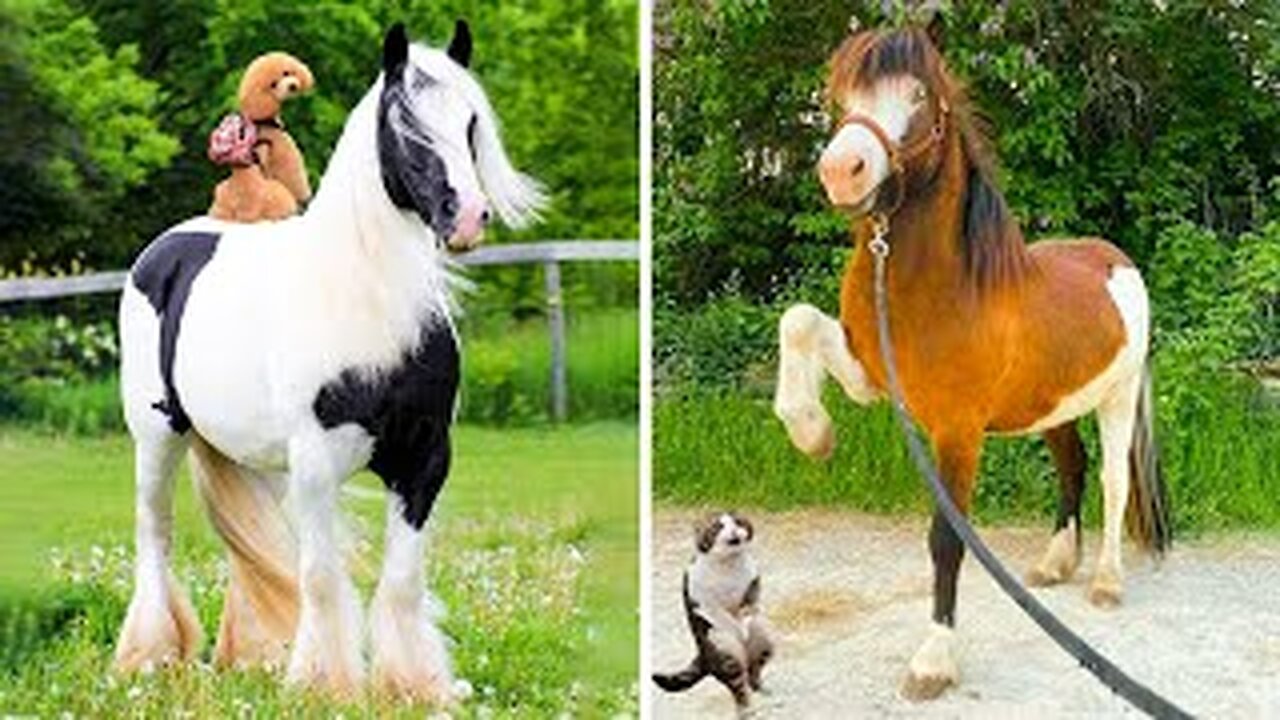 Horse SOO Cute! Cute And funny horse Videos Compilation cute moment