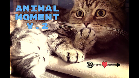 Animal moment V.2