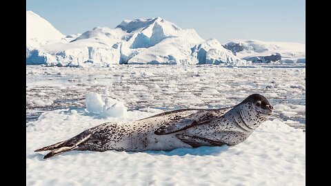 5 Fun Facts About The Leopard Seal