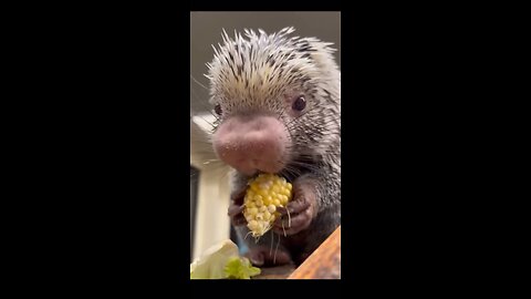 Little guy eating corn