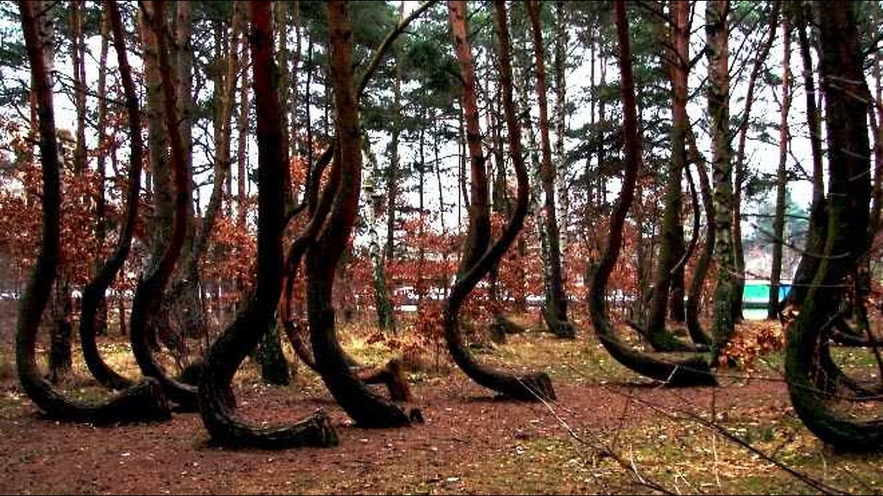 Il legno è storto e marcio - 5 maggio 2024