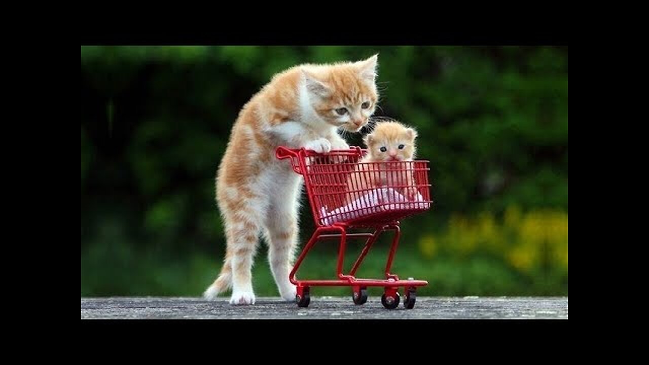💗Omg! So Cute Pets ♥ Cute Baby Animals & Funny Pets Video Compilation #6💗Cute Moments
