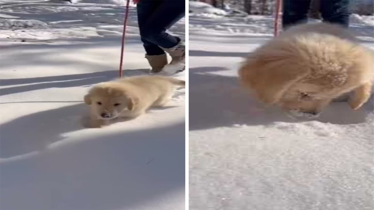 Puppy Loves Playing in the Snow! ☃🐕