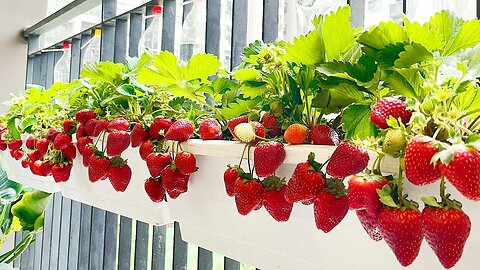 Growing Strawberries at home is easy, big and sweet if you know this method