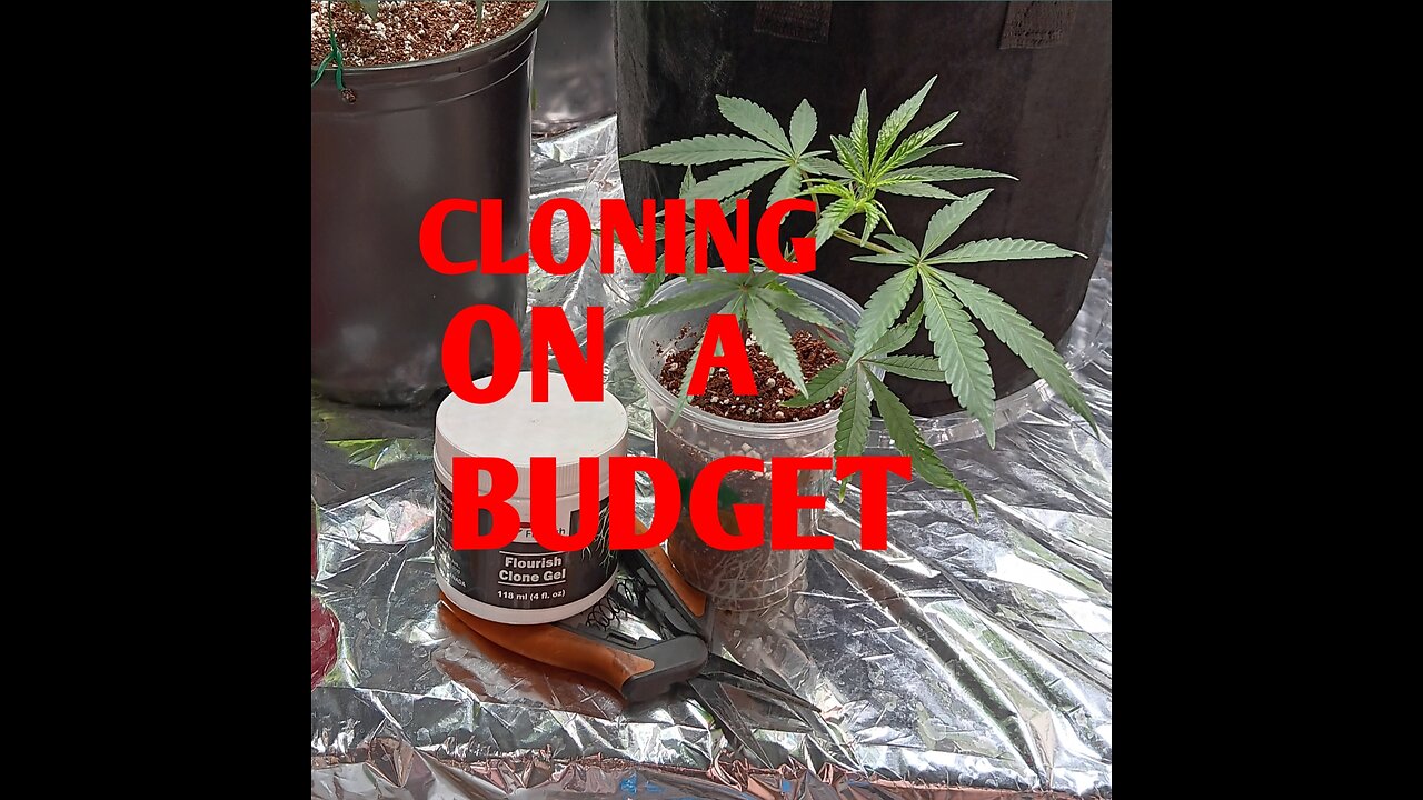 HOW TO CLONE CANNABIS ON A BUDGET! #homegrow #cannabis