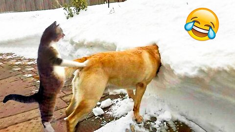 Funniest Dogs And Cats Videos 😅 - Best Funny Animal Videos 2023😇