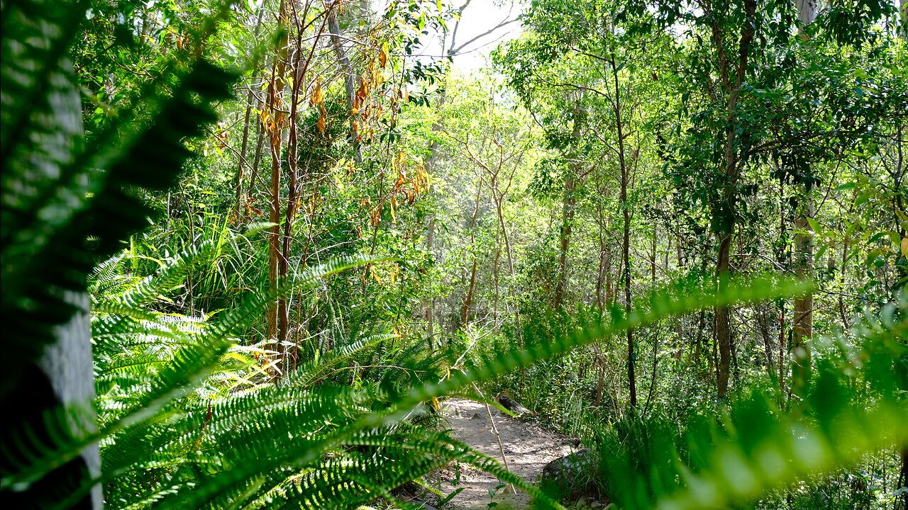 The Beauty of Brisbane's Conservation Parks
